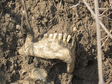 Našli ljudsku lobanju na putu kod Aleksinca (Foto: Južna Srbija)